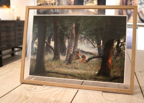 Special 12 Photo-Folio「The Land of Tigers」【BOX入り】+MOEBEフレームセット