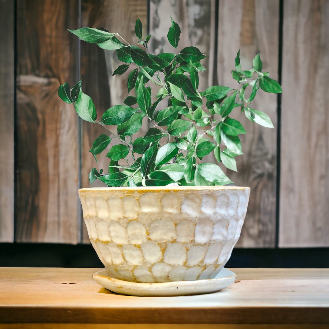 mitohi◼︎珊瑚植木鉢（受け皿付き） | うつわと雑貨のお店 minamo