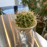アクアカクタス　金鯱　大