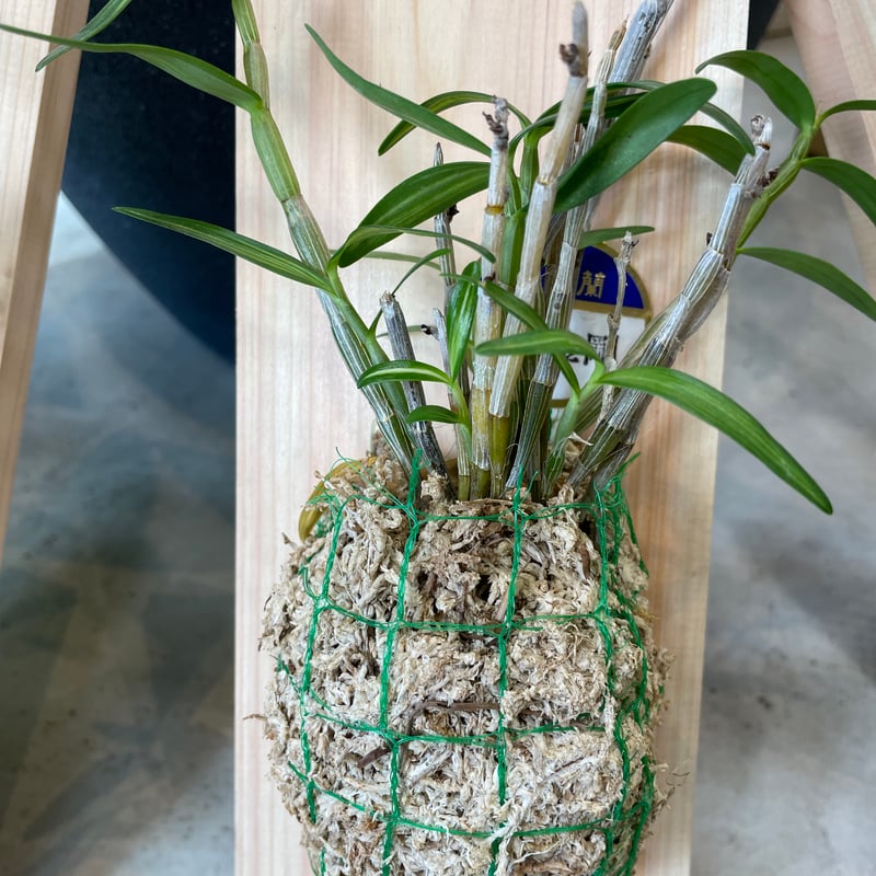 板付長生蘭 | MIZUIRO