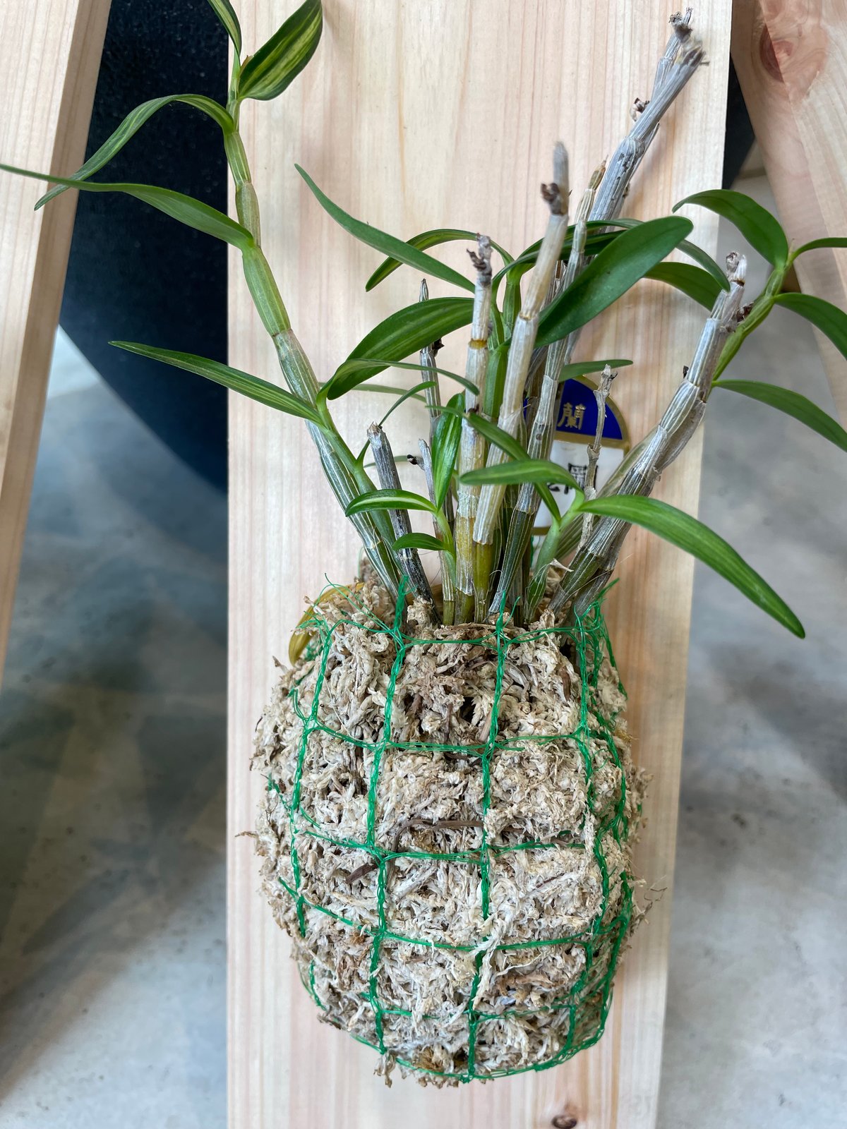 板付長生蘭 | MIZUIRO