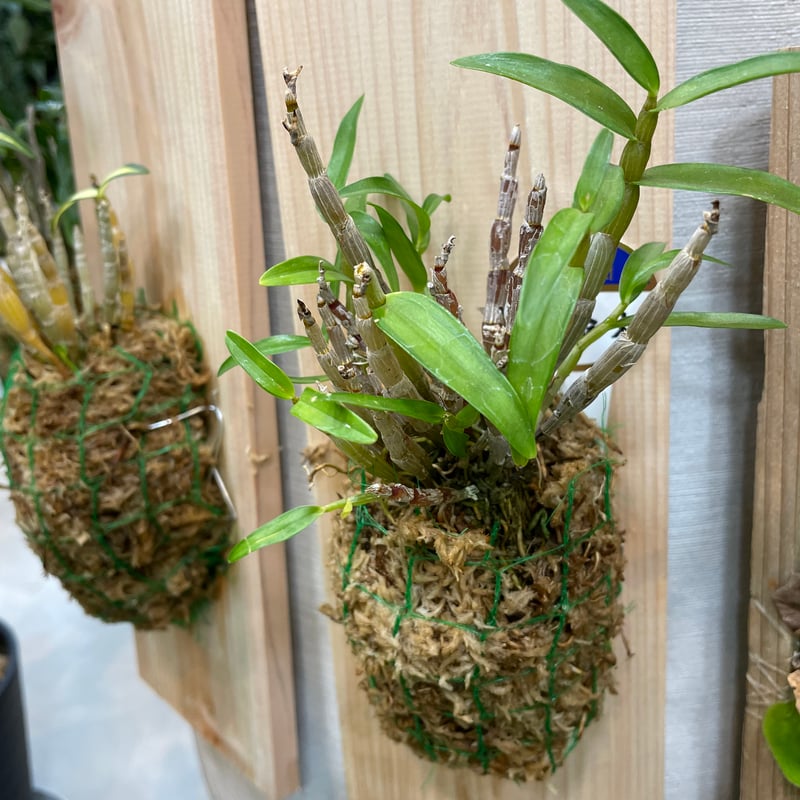 長生蘭・セッコク・デンドロビューム【流木付け】 一目惚れした流木着きセッコクの育て方を、自分なりにまとめてみる