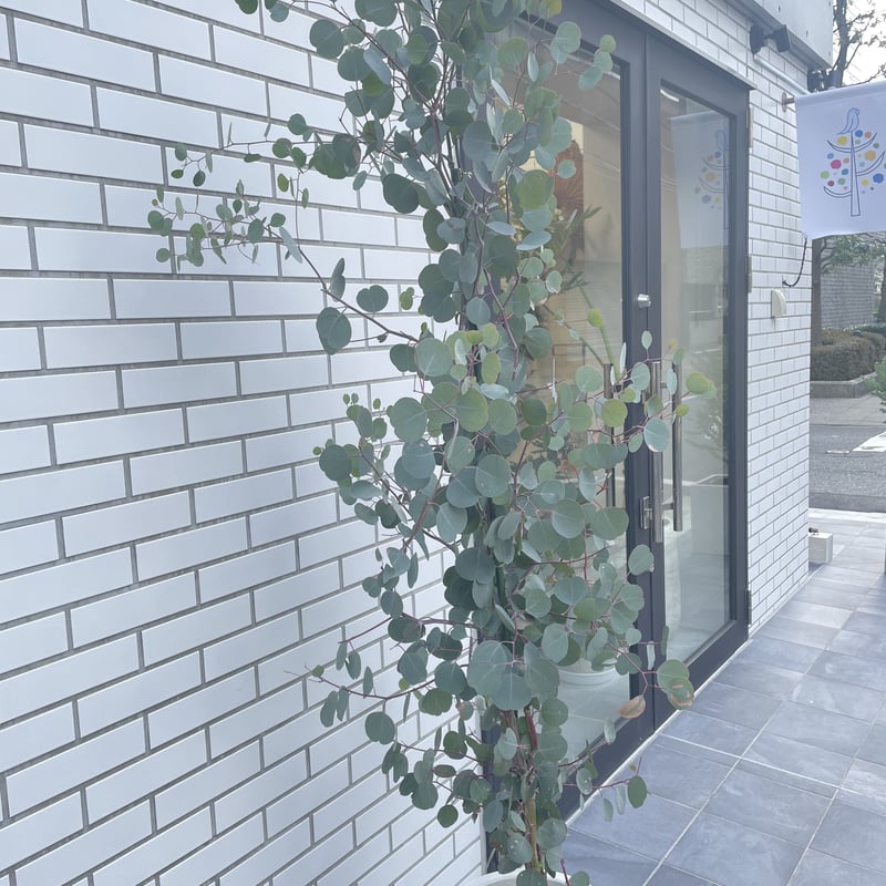 ユーカリ　ポポラス　/97 国産ユーカリ「ポポラス」 | tokyo_shokubutsu_zufu