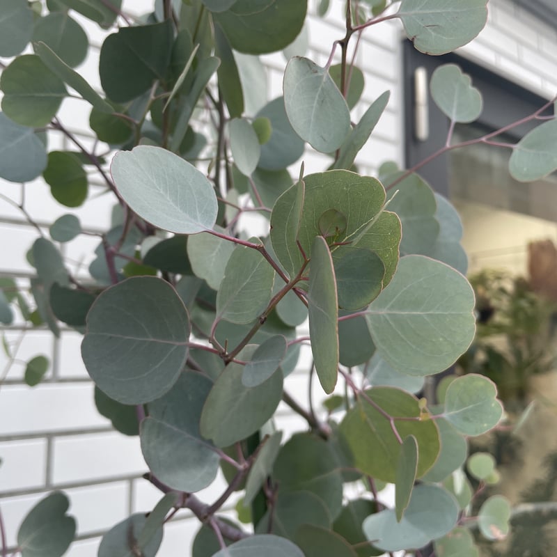 ユーカリ ポポラス | MIZUIRO