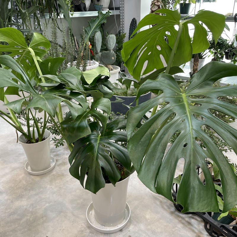 モンステラ(大)
