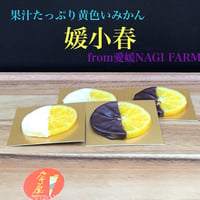 果汁たっぷり黄色いみかん　媛小春