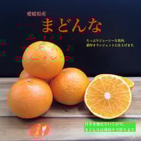 チョコチロ　　　せとか 楽天市場】＼今季終了 お気に入り登録で来期 先行予約通知