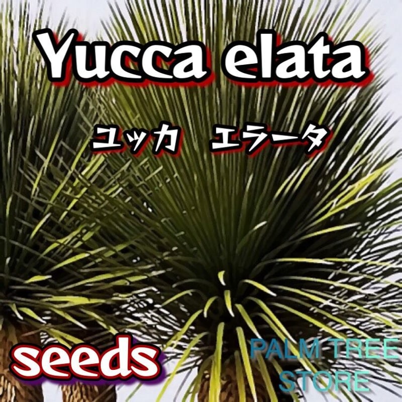 ユッカエラータ ユッカ エラータ 極上株【大株】【A】【ベアルート