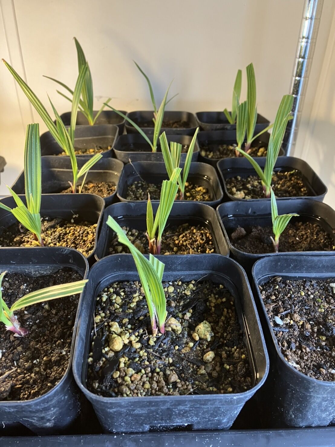 ワシントニア・フィリフェラ　抜き苗【1】 ワシントニア・フィリフェラ 抜き苗【1】 種子] ワシントニア フィリ