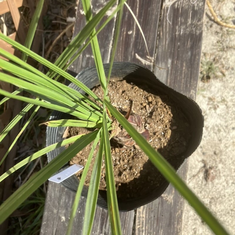 ココスヤシ 約50cm | PALM TREE & SEED STORE