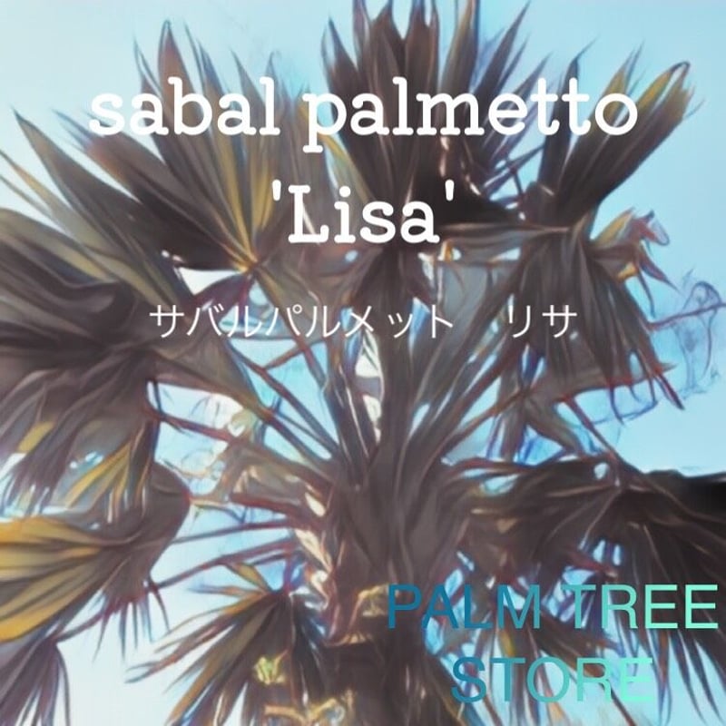サバルヤシ リサ | PALM TREE & SEED STORE