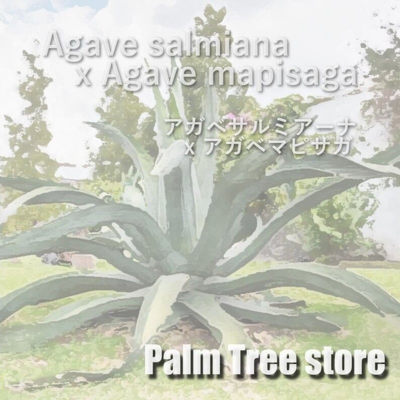 アガベ サルミアナ×マピサガ | PALM TREE & SEED STORE