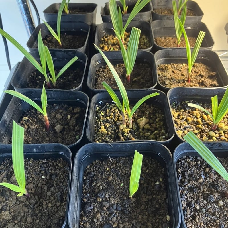 ワシントニア・フィリフェラ 抜き苗【1】 種子] ワシントニア フィリ