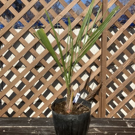 ココスヤシ | STORES