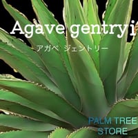 アガベ　ジェントリー