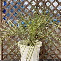 ココスヤシ 約80cm 10号鉢入り | PALM TREE & SEED STORE