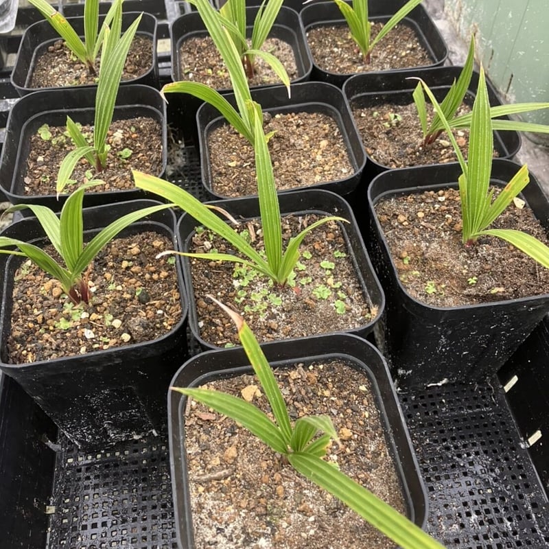 抜き苗】ワシントンヤシの苗 | PALM TREE & SEED STORE