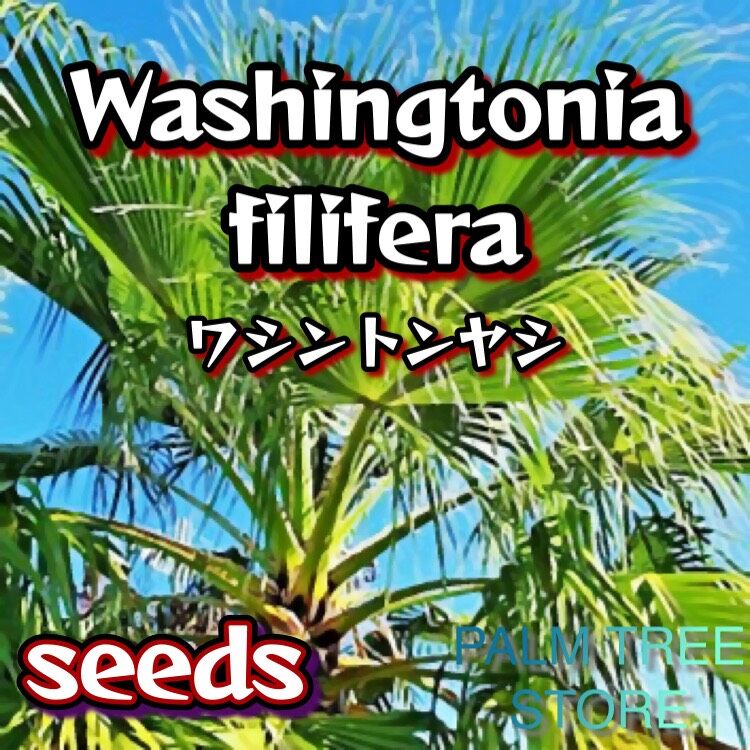 ワシントンヤシ フィリフェラ　Washingtonia filifera Amazon｜【観葉植物／種子】Washingtonia Filifera ワシントニア