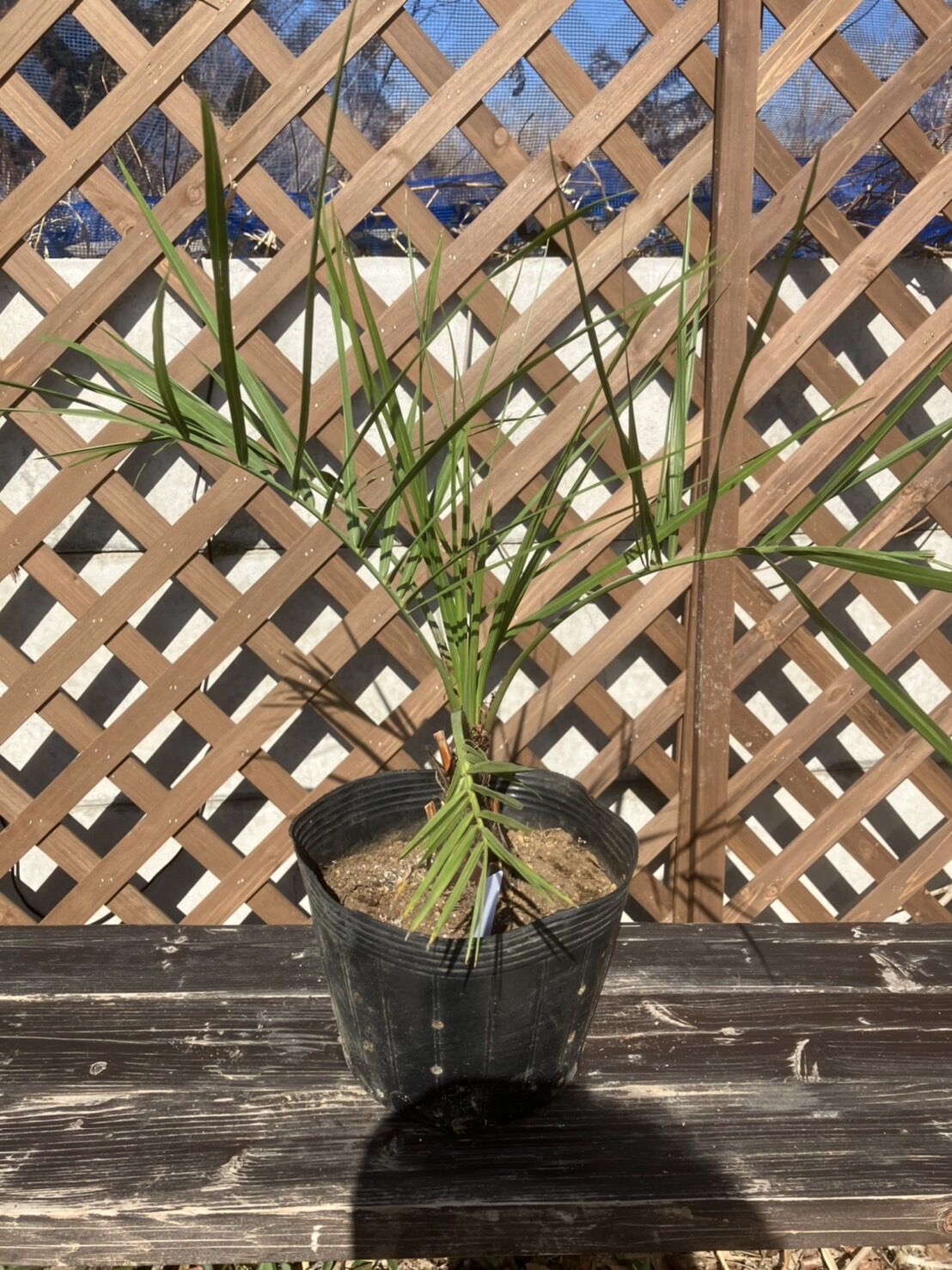 ココスヤシ 約50cm | PALM TREE & SEED STORE