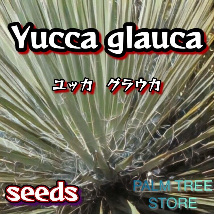 ユッカ グラウカ | PALM TREE & SEED STORE