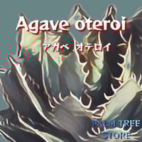 アガべ 　オテロイ