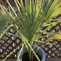 ココスヤシ 約80cm 10号鉢入り | PALM TREE & SEED STORE