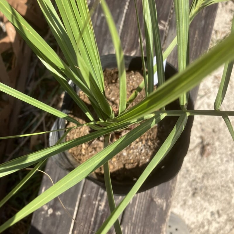 ココスヤシ 約50cm | PALM TREE & SEED STORE