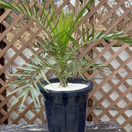 【手渡限定】カナリーヤシ 手渡限定】カナリーヤシ