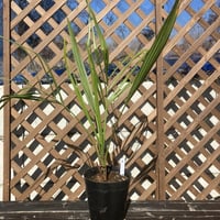 ココスヤシ 約90cm
