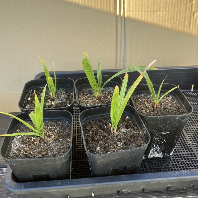 抜き苗】ワシントンヤシの苗 | PALM TREE & SEED STORE