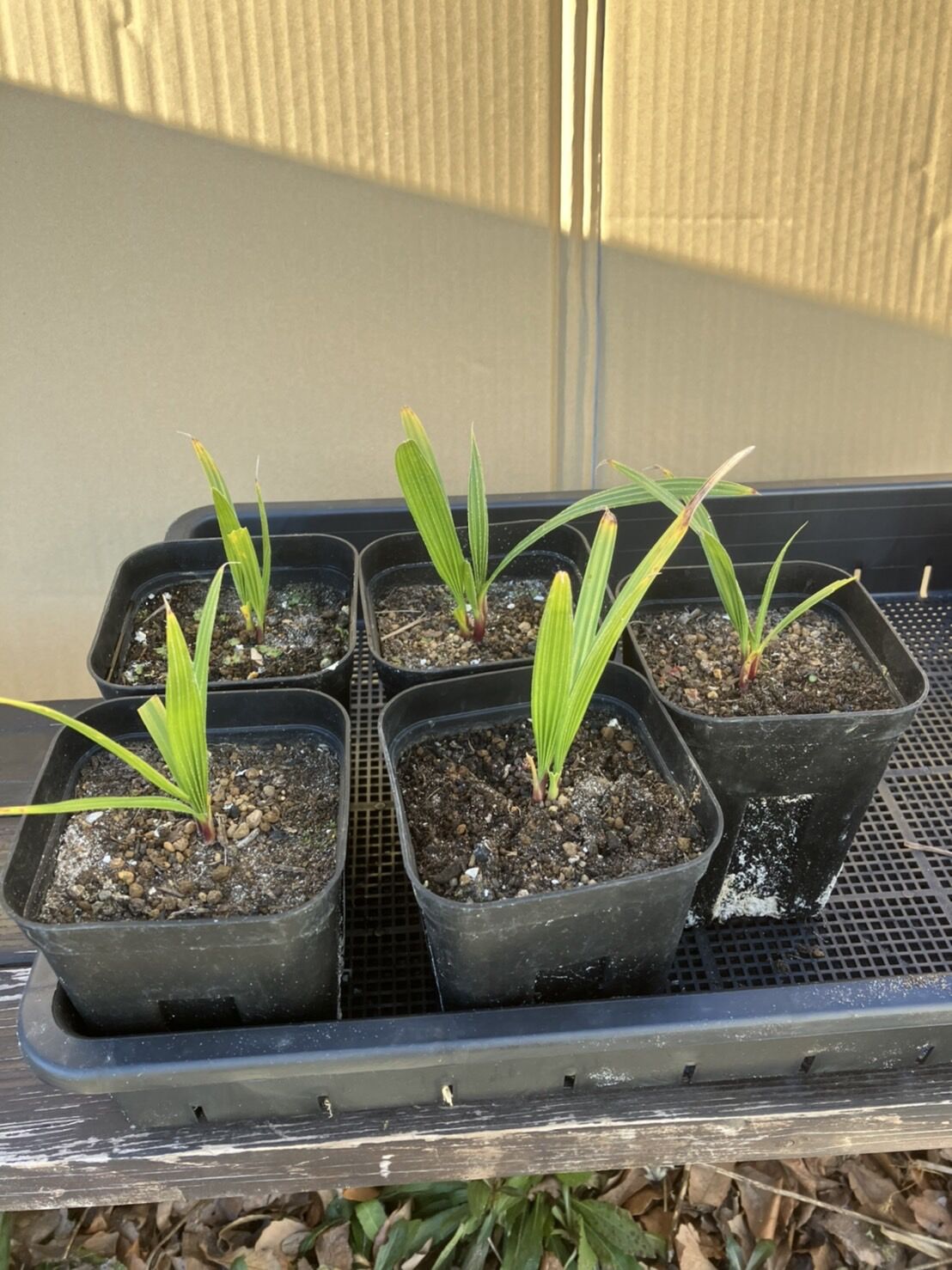 ワシントニア・フィリフェラ　抜き苗【1】 ワシントニア・フィリフェラ 抜き苗【1】 種子] ワシントニア フィリ