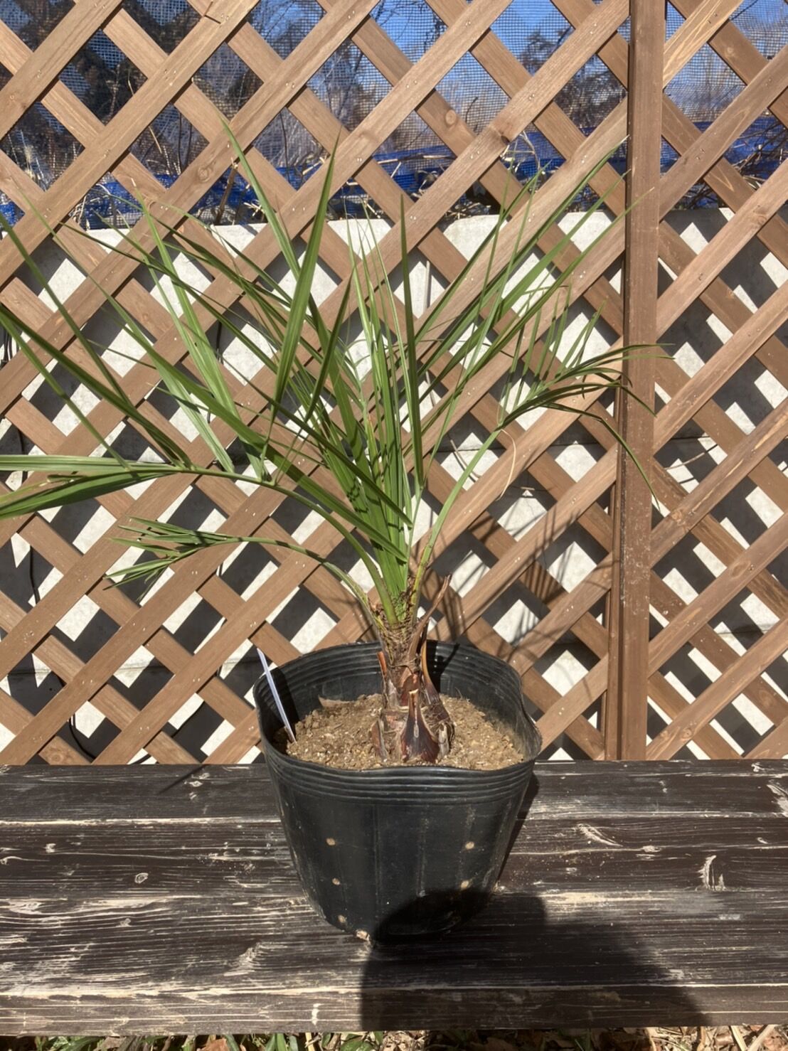 ココスヤシ 約50cm | PALM TREE & SEED STORE