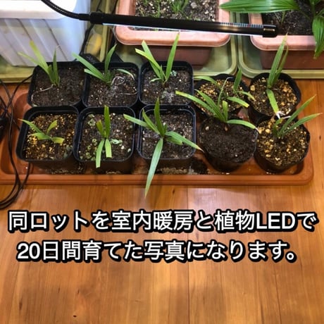 【 抜き苗】ワシントン フィリフェラ
