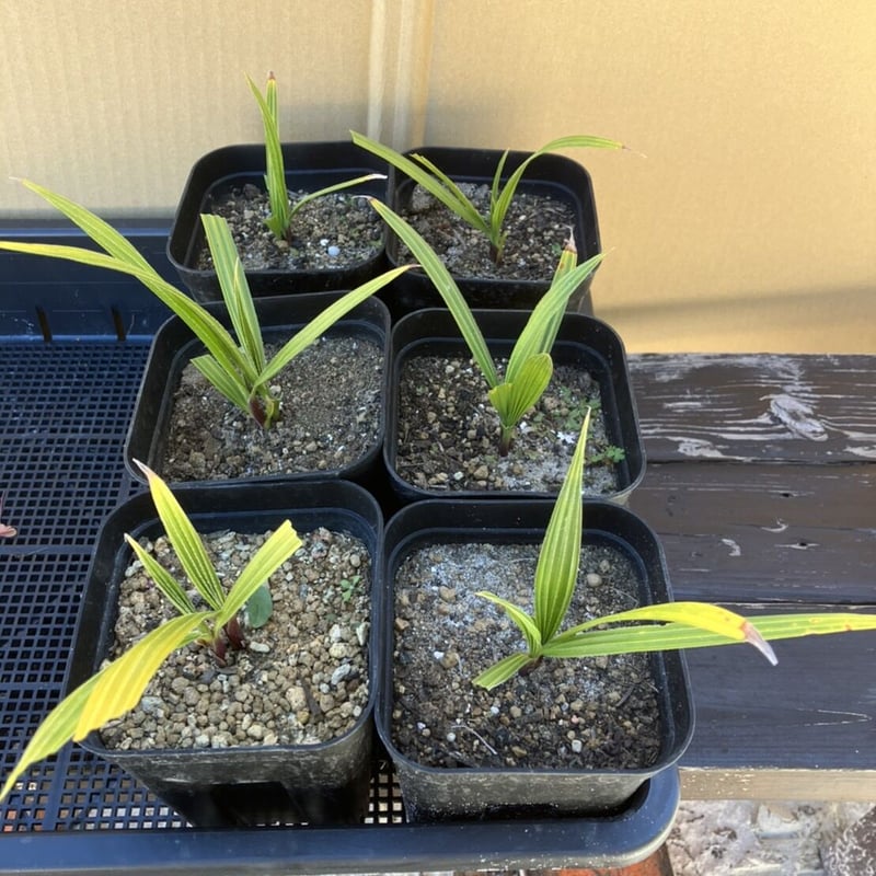 抜き苗】ワシントンヤシの苗 | PALM TREE & SEED STORE