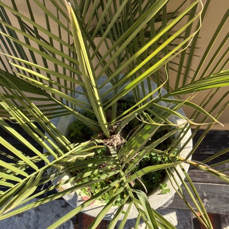 ココスヤシ 約80cm 10号鉢入り | PALM TREE & SEED STORE