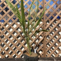 ココスヤシ 約80cm ココスヤシ 約80cm 10号鉢入り | PALM TREE & SEED STORE