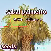 サバルヤシ　サバルパルメット