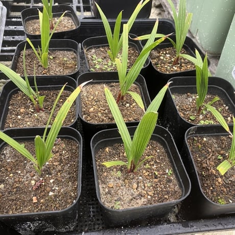 ワシントンヤシ | STORES