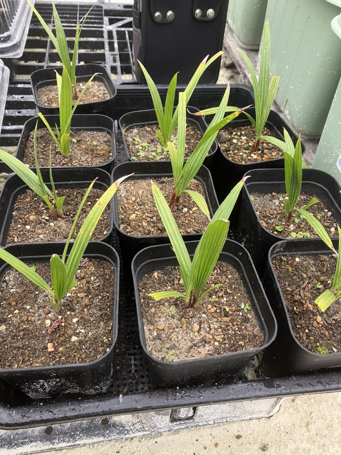 ワシントンヤシ苗木 斑入り [突然変異] 【抜き苗】ワシントンヤシの苗