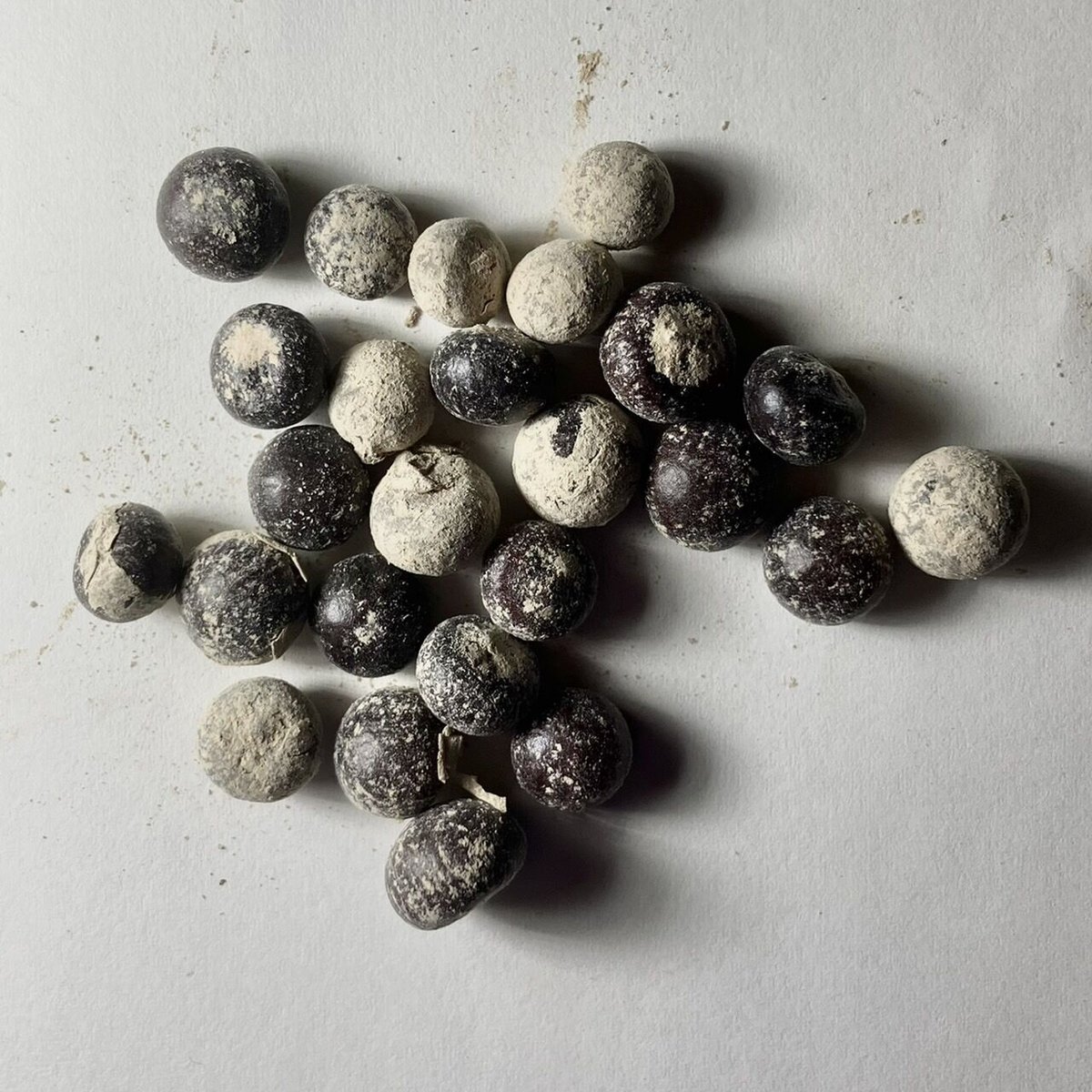 サバルヤシ種子　1000粒 サバルヤシ リサ | PALM TREE & SEED STORE