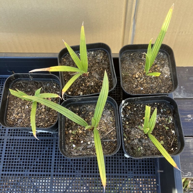 抜き苗】ワシントンヤシの苗 | PALM TREE & SEED STORE