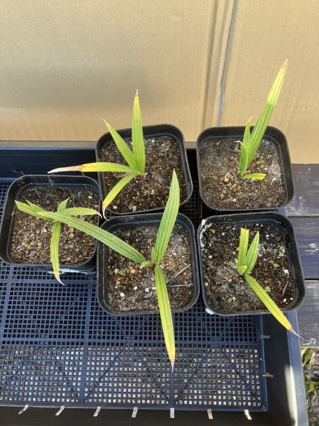 fit=scale-down,w=1200