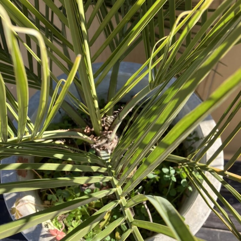 ココスヤシ 約80cm 10号鉢入り | PALM TREE & SEED STORE