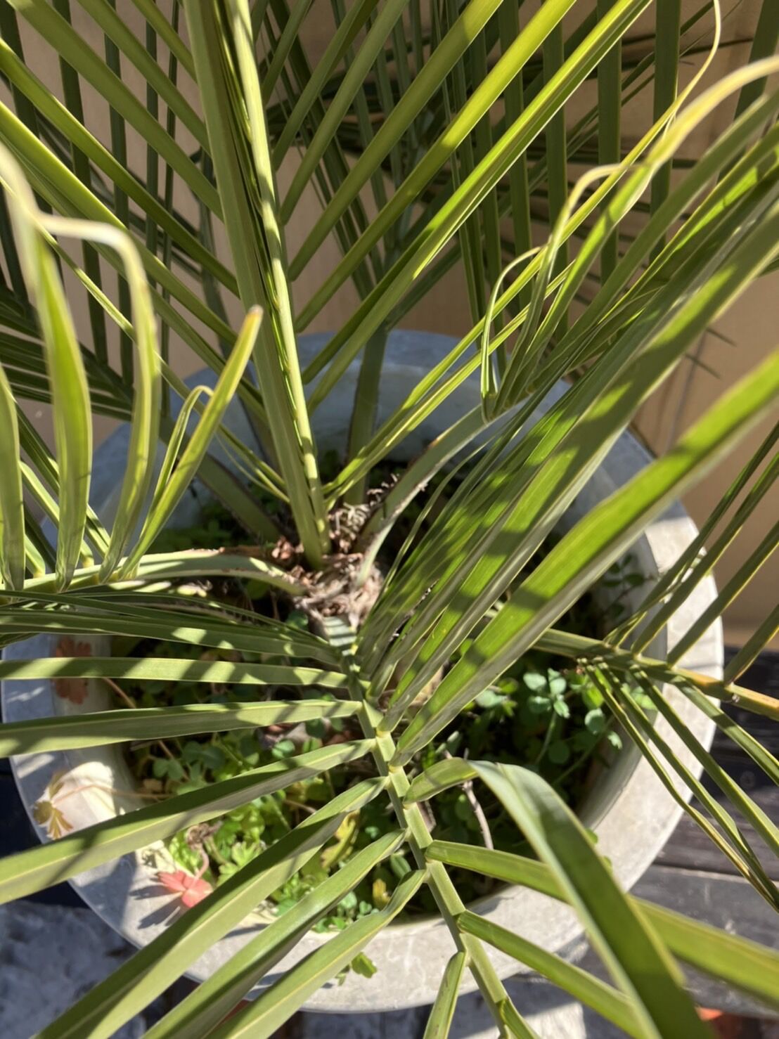 ココスヤシ 約80cm 10号鉢入り | PALM TREE & SEED STORE