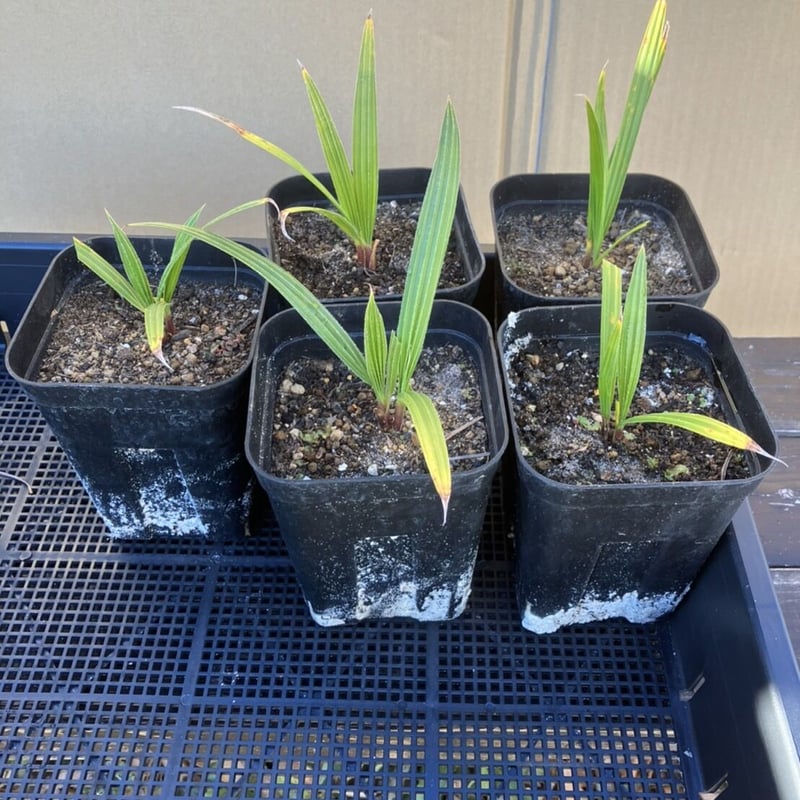 ワシントンヤシ 苗木 鉢ごと発送（この値段は今晩24時まで） 【公式通販】