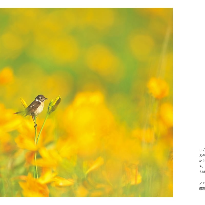 Here I am. ここにいます。伊藤隆 野鳥写真集 | 鳥影社ウェブストア