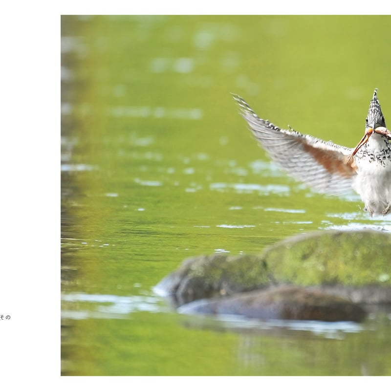 Here I am. ここにいます。伊藤隆 野鳥写真集 | 鳥影社ウェブストア