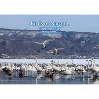 Birds of Nagano 吉村健二 野鳥写真集