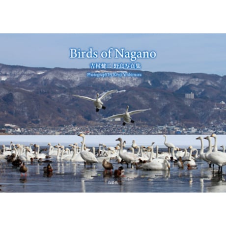 Birds of Nagano 吉村健二 野鳥写真集