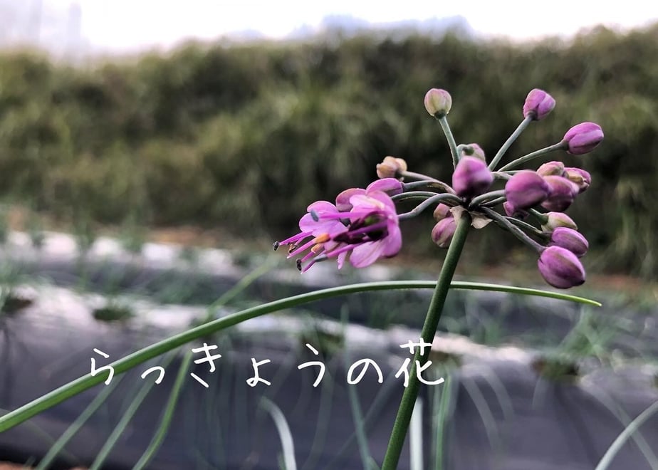 64073d558ac3945d974b4a99